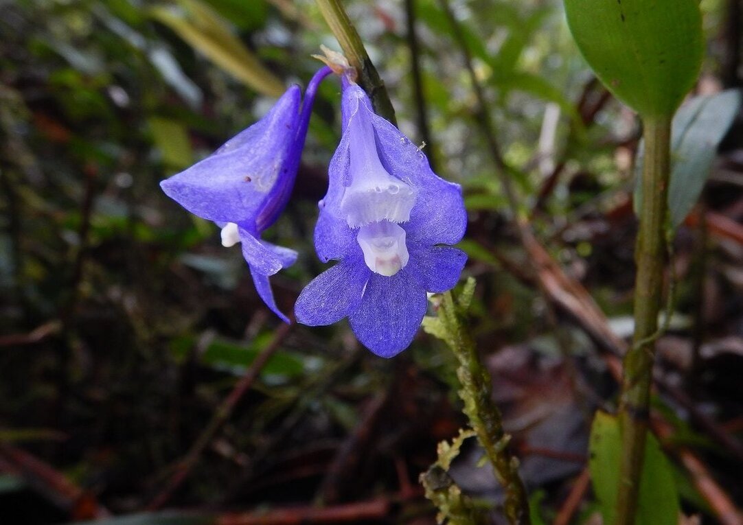 ［洋蘭原種］Den. sp. (Blue papua) 洋蘭原種］Den. sp. (Blue papua) 洋蘭原種］Den. sp. (Blue papua) 洋蘭
